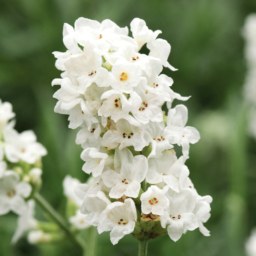 ラベンダー　エレガンス シリーズ 