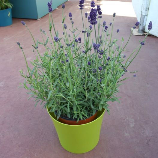 ラベンダー ラバンス　ディープパープル 