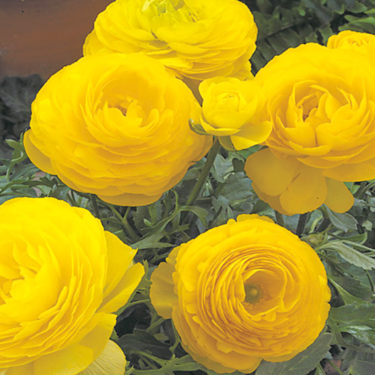 ラナンキュラス F1　マシェ シリーズ 