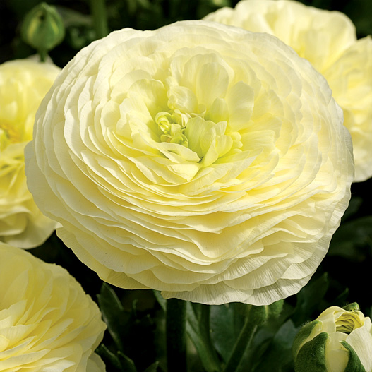 ラナンキュラス F1　マシェ シリーズ 