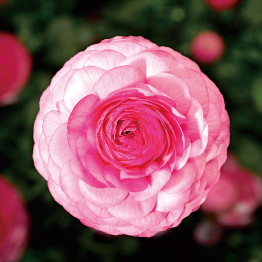 ラナンキュラス F1　マシェ シリーズ 