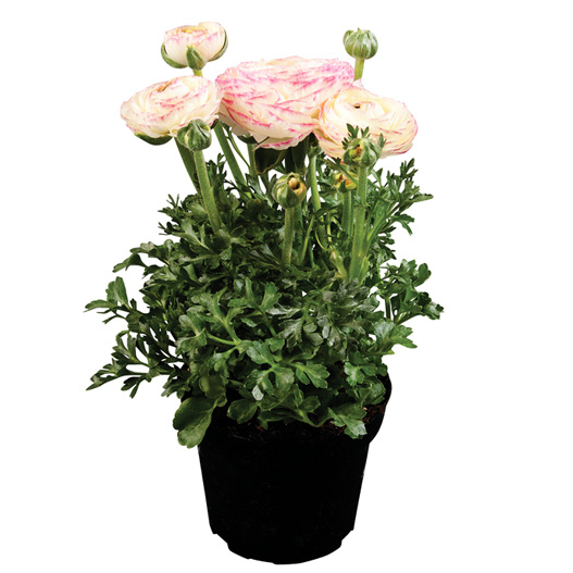 ラナンキュラス F1　スプリンクルス シリーズ 