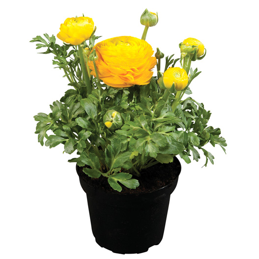 ラナンキュラス F1　スプリンクルス シリーズ 