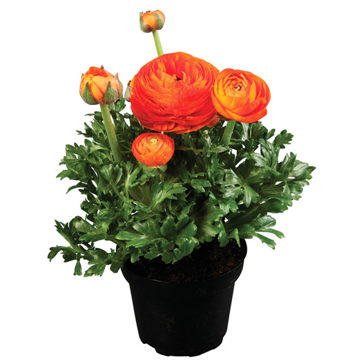 ラナンキュラス F1　スプリンクルス シリーズ 