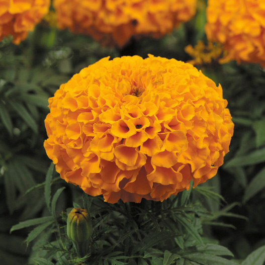 マリーゴールド アフリカン F1　タイザン シリーズ 