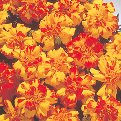 マリーゴールド フレンチ　サファリ シリーズ 