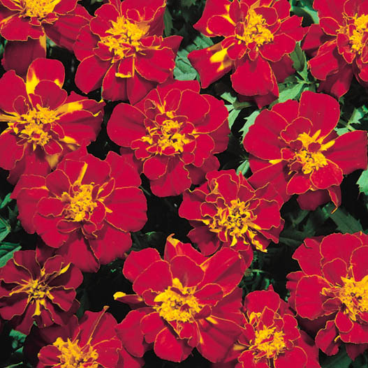 マリーゴールド フレンチ　サファリ シリーズ 