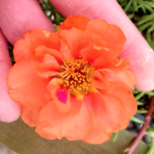 ポーチュラカ(松葉ぼたん) F1　ハッピーアワー シリーズ 