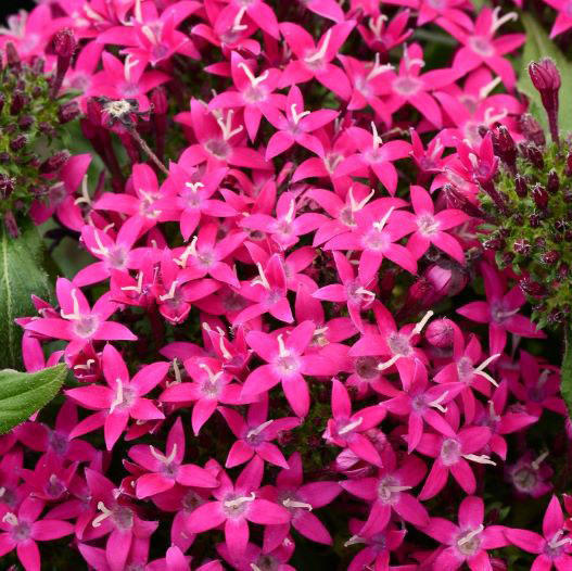 ペンタス F1　ラッキースター シリーズ 