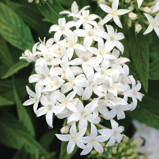 ペンタス F1　ラッキースター シリーズ 