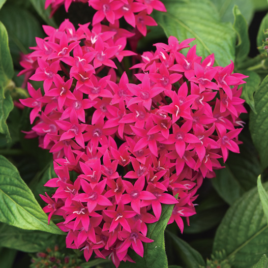 ペンタス F1　ラッキースター シリーズ 