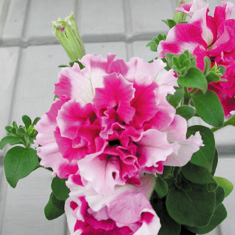 ペチュニア F1　ピロエッテ シリーズ 