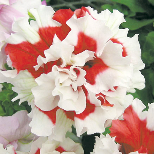 ペチュニア F1　ピロエッテ シリーズ 