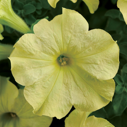 ペチュニア　ソフィスティカ コレクション 