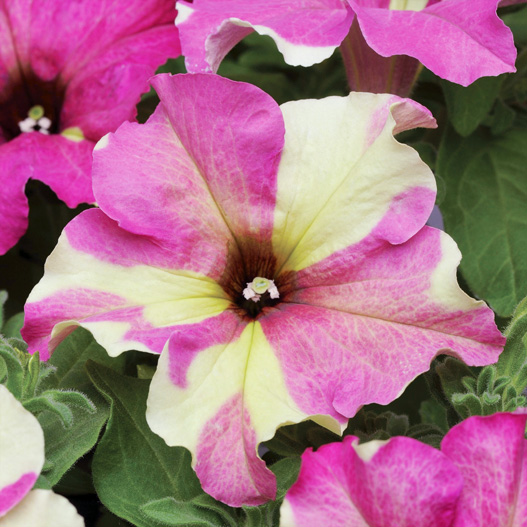 ペチュニア　ソフィスティカ コレクション 