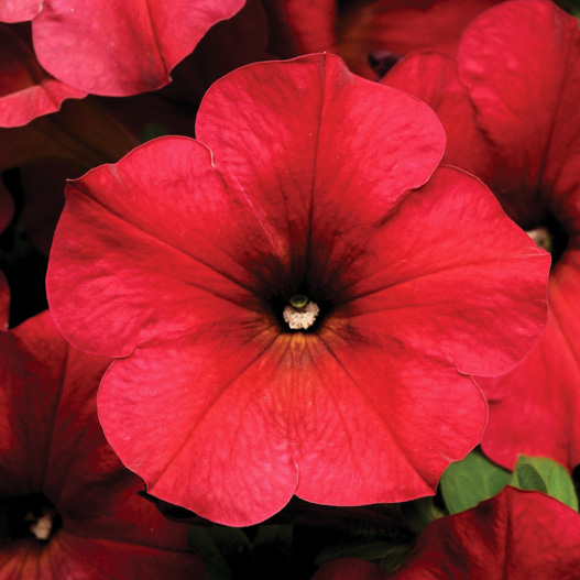 ペチュニア F1　イージーウェーブ シリーズ 