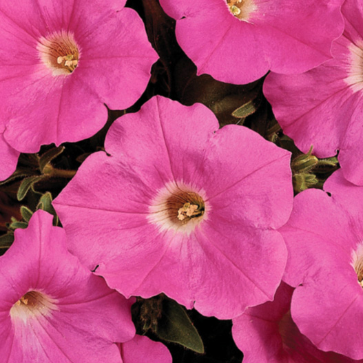 ペチュニア F1　イージーウェーブ シリーズ 