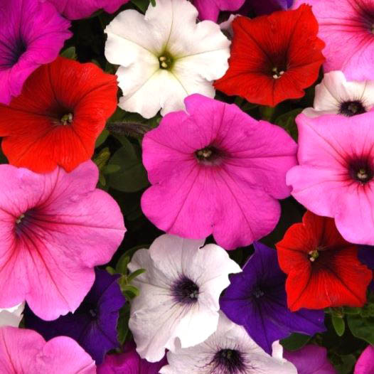 ペチュニア F1　イージーウェーブ シリーズ 