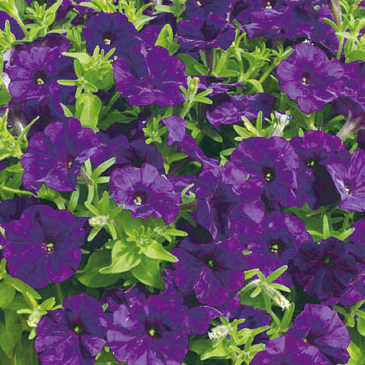 ペチュニア F1　ピコベラ シリーズ 