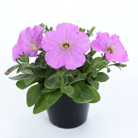 ペチュニア　エコチュニア シリーズ 