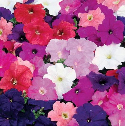 ペチュニア F1　マンボGP シリーズ 