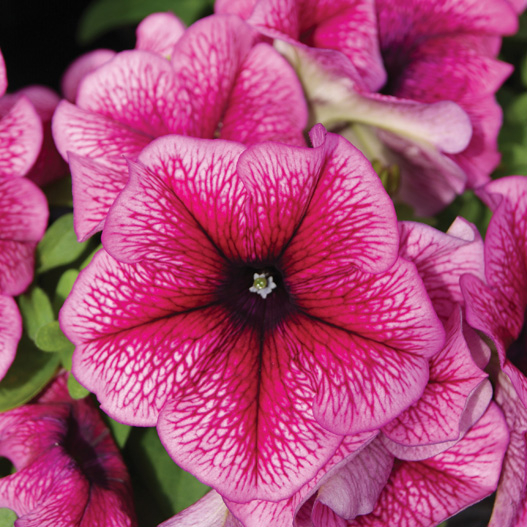 ペチュニア F1　マンボGP シリーズ 