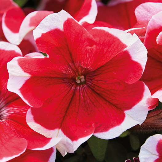 ペチュニア F1　マンボGP シリーズ 