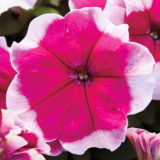 ペチュニア F1　マンボGP シリーズ 