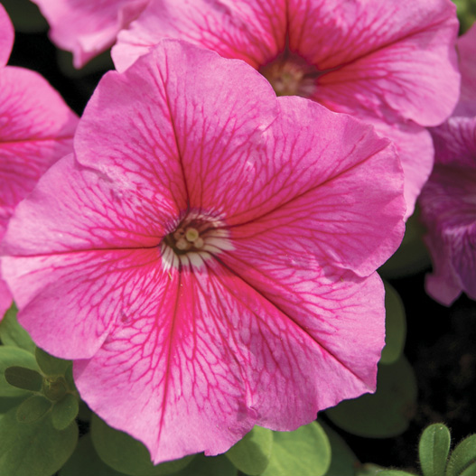 ペチュニア F1　マンボGP シリーズ 