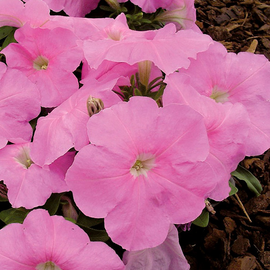 ペチュニア F1　マンボGP シリーズ 
