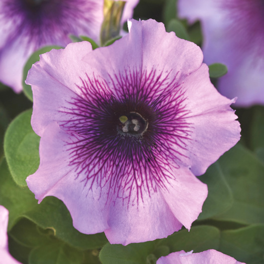 ペチュニア F1　ミラージュ シリーズ 