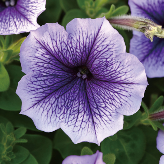 ペチュニア F1　ミラージュ シリーズ 