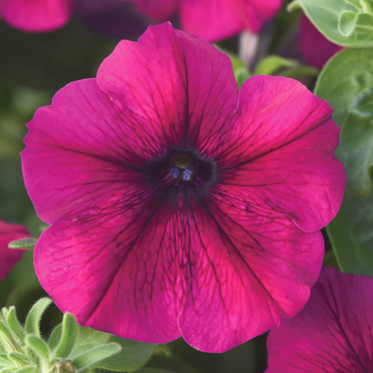 ペチュニア F1　ミラージュ シリーズ 