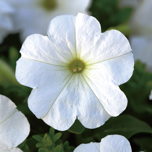 ペチュニア F1　ミラージュ シリーズ 