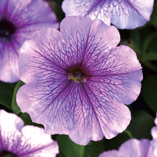 ペチュニア F1　ミラージュ シリーズ 