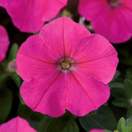 ペチュニア F1　ミラージュ シリーズ 