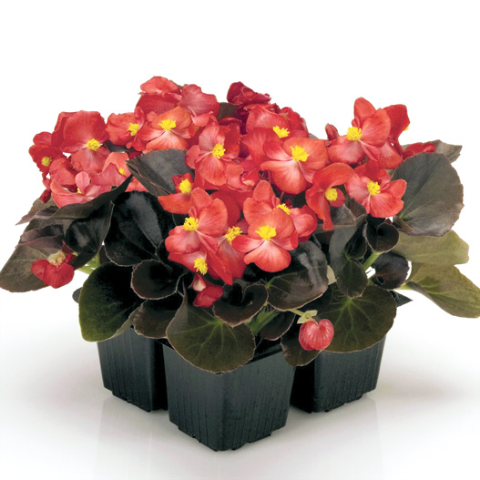 ベゴニア センパフローレンス F1　ナイトライフ シリーズ 