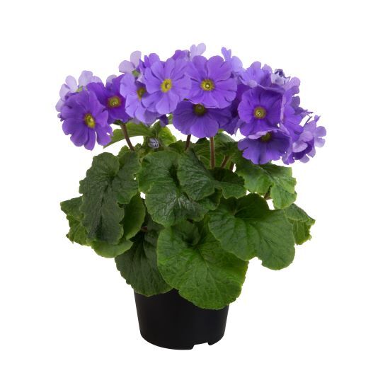 プリムラ オブコニカ F1　タッチミー ミニ シリーズ 