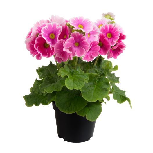 プリムラ オブコニカ F1　タッチミー ミニ シリーズ 