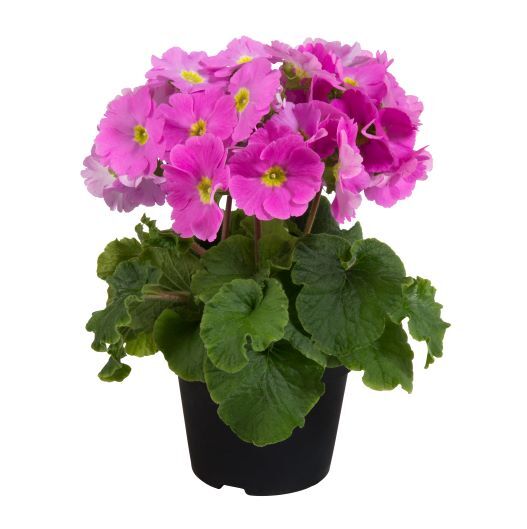 プリムラ オブコニカ F1　タッチミー ミディ シリーズ 