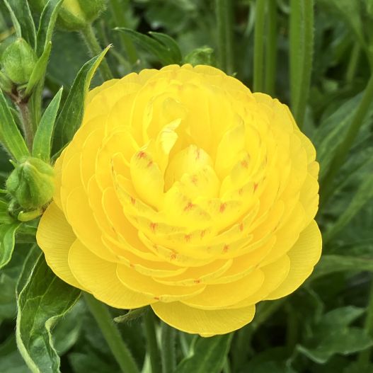 ラナンキュラス　ラックス シリーズ 