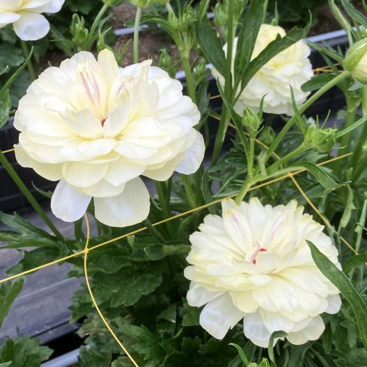 ラナンキュラス　ラックス シリーズ 