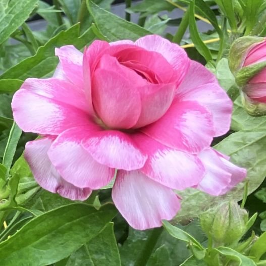 ラナンキュラス　ラックス シリーズ 