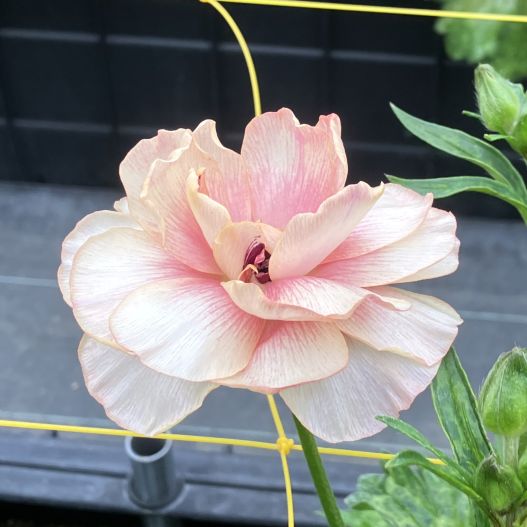 ラナンキュラス　ラックス シリーズ 