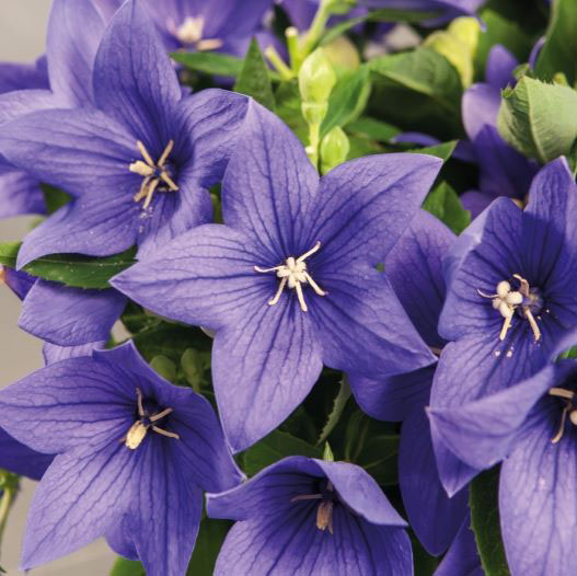 キキョウ　ポップスター シリーズ 