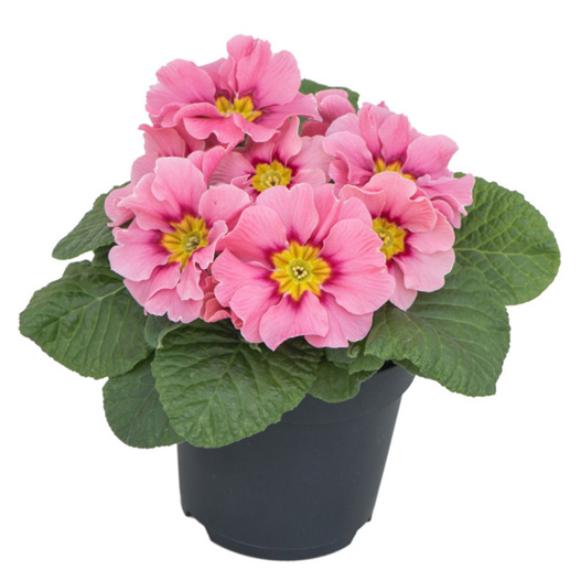 プリムラ アコーリス F1　ボネリ シリーズ 