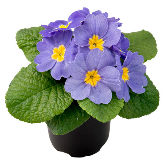 プリムラ アコーリス F1　ボネリ シリーズ 