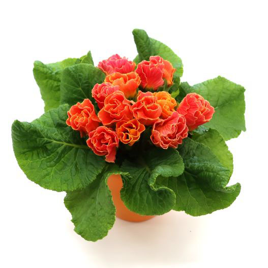 プリムラ ジュリアン　プレミアムジュリアン ピーチフロマージュ 