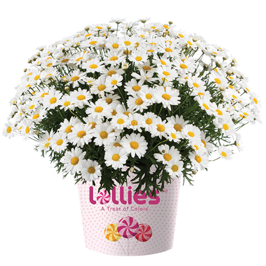 マーガレット　ロリーズ (Lollies) 