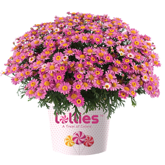 マーガレット　ロリーズ (Lollies) 